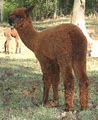 Turkey Creek Alpacas, LLC image 4