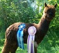 Turkey Creek Alpacas, LLC image 5