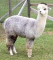 Turkey Creek Alpacas, LLC image 6