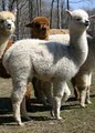 Turkey Creek Alpacas, LLC image 9