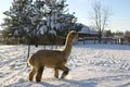 Turkey Creek Alpacas, LLC image 10