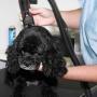 Wags to Riches Grooming Studio - Pet Groomer, Dog Grooming - Best Price image 3