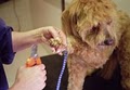 Wags to Riches Grooming Studio - Pet Groomer, Dog Grooming - Best Price image 4