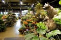 Westborn Flower Market image 7