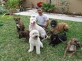 WooF Dogs - We Speak Your Dog's Language image 5