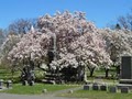 Woodlawn Cemetery image 1