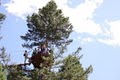 Yellowstone Zipline and Canopy Tours image 9
