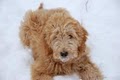 Yesteryear Acres Labradoodles & Goldendoodles image 1