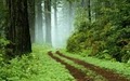 Your Path Hypnosis image 5