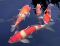 ultimate Koi image 2