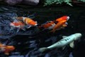 ultimate Koi image 3