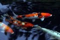 ultimate Koi image 4