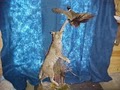 American Outdoor Life Taxidermy image 4