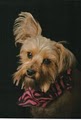 Bark  Avenue Pet Taxi & Sitter Service LLC image 3