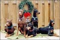 Beverly Hills Veterinary Associates image 7