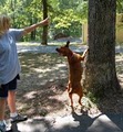 Canine Life Skills Dog Training image 2