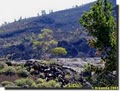 Craters of the Moon National Monument image 5