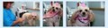 Debbie's Pet Grooming image 10