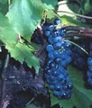 Maugle Sierra Vineyards image 3