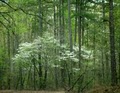Natchez Trace State Park and Frst image 3