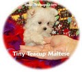 Teacup And Toy Pets Boutique image 3