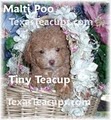 Teacup And Toy Pets Boutique image 5