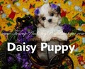 Teacup And Toy Pets Boutique image 1