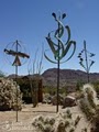The Desert Lily B&B image 5