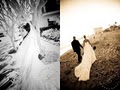 Westlake Village Wedding Photographer Jessica Lewis Photography image 2