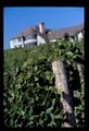 Chateau Chantal Winery and Bed and Breakfast image 2
