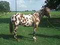 Texas Livestock Rentals image 3