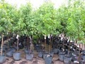 Affordable Trees, LLC. image 2