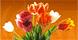 Amaryllis Florist image 10