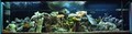 Aquarium Rescue & Design image 1