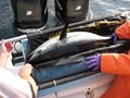Block Island Fishing Charters, LLC image 7