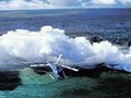 Blue Hawaiian Helicopters image 1