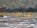 Blue Ocean Kayaking image 5