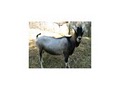 Boulder Creek Goat Farm logo