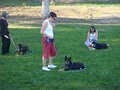 Caitlin Lane's Dog Training & Behavior Solutions image 3