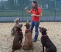 Camp Bow Wow Doggy Daycare & Boarding image 3