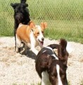 Canine Campus Pet Resort image 4