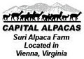 Capital Alpacas Suri Alpaca Farm image 7