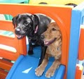 Central Bark Doggy Day Care - Racine image 3