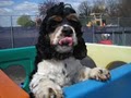 Central Bark Doggy Day Care - Racine image 8
