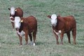 Coley Herefords image 2