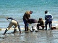 Columbia Beach House - Whidbey Island. WA-Free Wi-Fi image 7