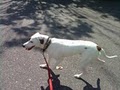DOGSTAR Dog Running, Dog Walking, & Pet Sitting image 2