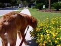 DOGSTAR Dog Running, Dog Walking, & Pet Sitting image 3