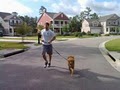 DOGSTAR Dog Running, Dog Walking, & Pet Sitting image 6