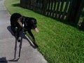 DOGSTAR Dog Running, Dog Walking, & Pet Sitting image 8